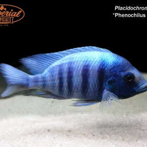Placidochromis sp. Phenochilus Gissel