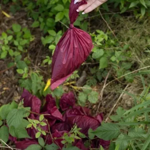 Plant Based Compostable Waste Bags