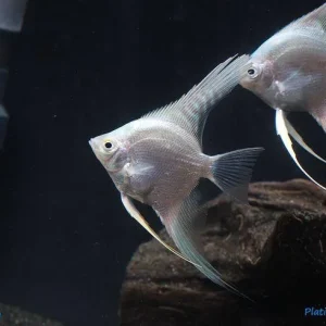 Platinum Angelfish