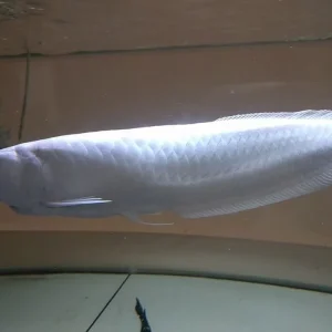 Platinum Arowana For Sale