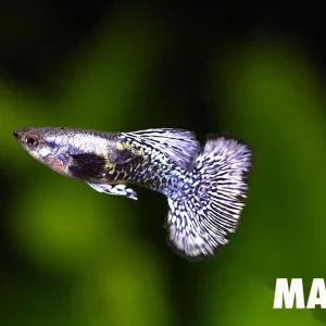 Platinum Blue Dragon Guppy (Poecilia reticulata) - Tank Bred