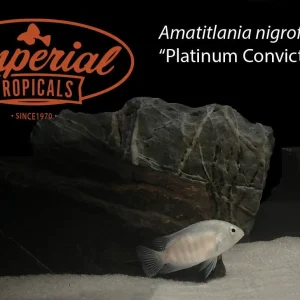Platinum Convict Cichlid