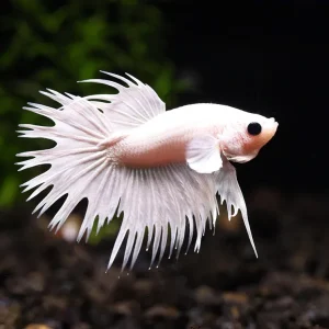 Platinum Crowntail Male Betta (Betta splendens) - Tank Bred