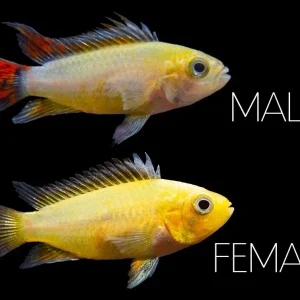 Platinum Double Red Cockatoo Dwarf Cichlid (Apistogramma cacatuoides) - TANK-BRED!!!