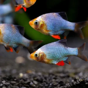 Platinum Green Tiger Barb (Puntigrus tetrazona) – Tank Bred