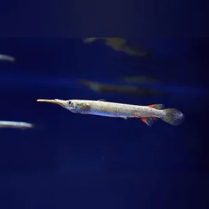 Platinum Half Beak