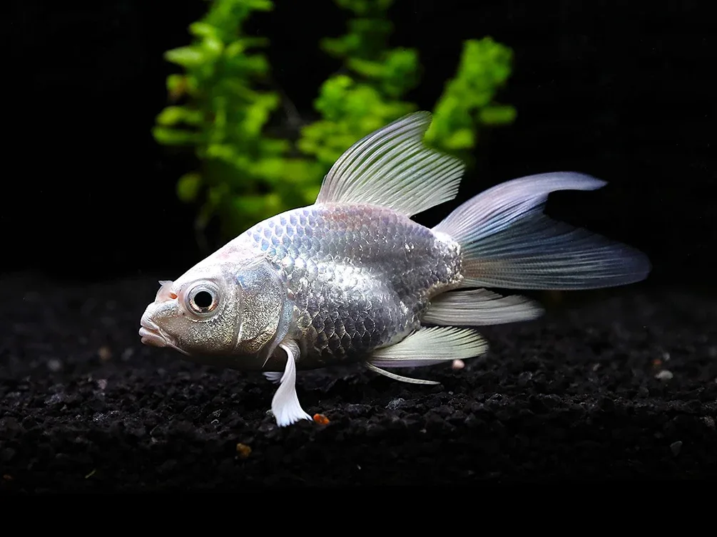 Platinum Longfin Short body Koi (Cyprinus carpio) – Tank-Bred - Image 2
