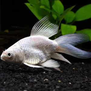 Platinum Longfin Short body Koi (Cyprinus carpio) – Tank-Bred