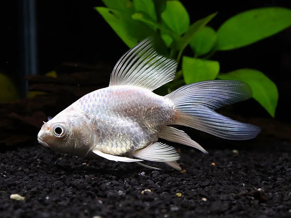Platinum Longfin Short body Koi (Cyprinus carpio) – Tank-Bred