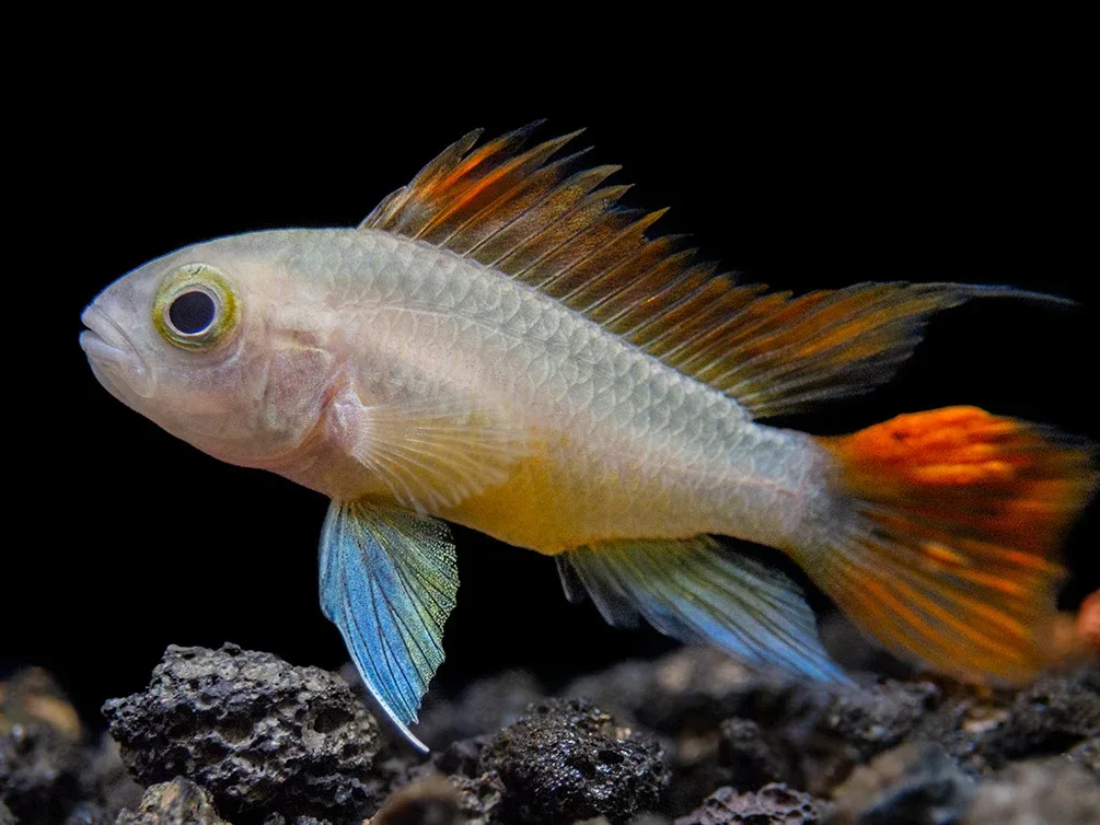 Platinum Orange Flash Cockatoo Dwarf Cichlid (Apistogramma cacatuoides) - TANK-BRED! - Image 2
