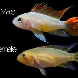 Platinum Orange Flash Cockatoo Dwarf Cichlid (Apistogramma cacatuoides) - TANK-BRED!