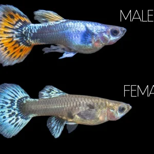 Platinum Red Mosaic Guppy (Poecilia reticulata), Males and Females, Tank-Bred!