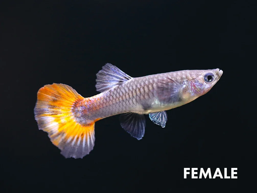 Platinum Redtail Dumbo Guppy, (Poecilia reticulata var. "Platinum Redtail Dumbo") - Tank-Bred! - Image 2