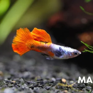 Platinum Redtail Dumbo Guppy, (Poecilia reticulata var. "Platinum Redtail Dumbo") - Tank-Bred!