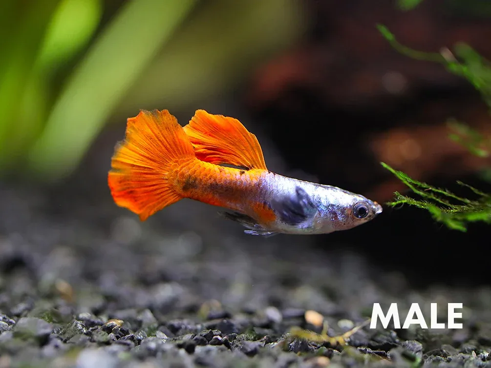 Platinum Redtail Dumbo Guppy, (Poecilia reticulata var. "Platinum Redtail Dumbo") - Tank-Bred!