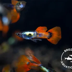 Platinum Redtail Guppy (Poecilia reticulata), BREDBY: Aquatic Arts