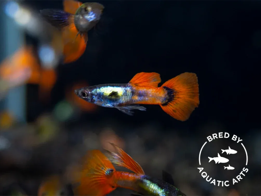 Platinum Redtail Guppy (Poecilia reticulata), BREDBY: Aquatic Arts