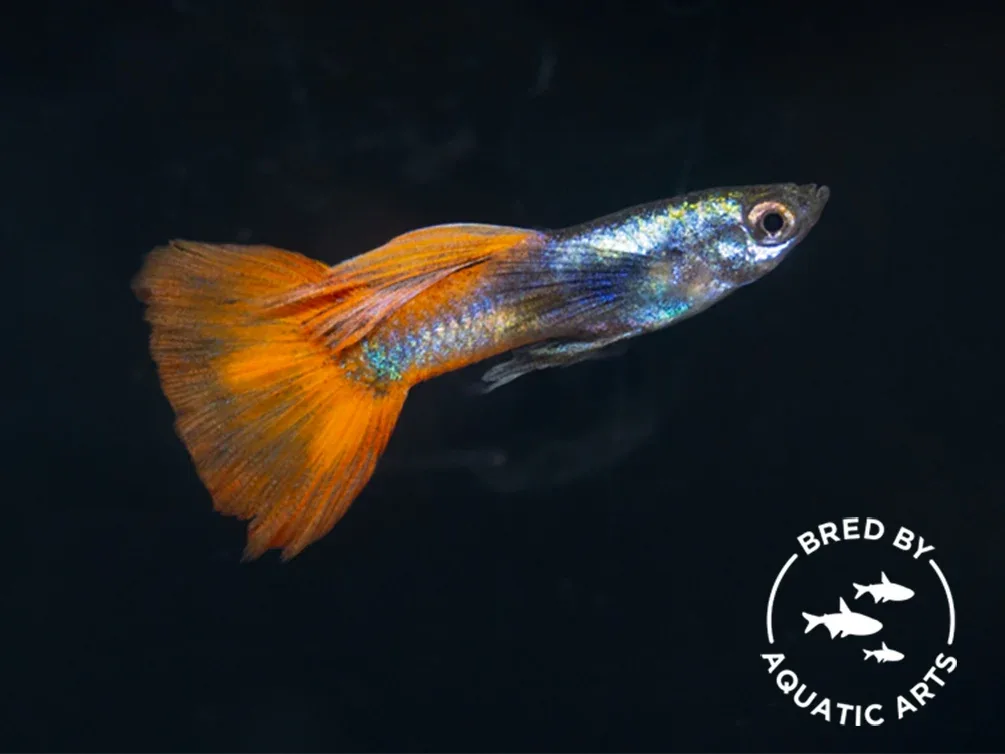Platinum Redtail Guppy (Poecilia reticulata), BREDBY: Aquatic Arts - Image 2