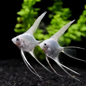 Platinum Veiltail Angelfish (Pterophyllum scalare) – Tank-Bred
