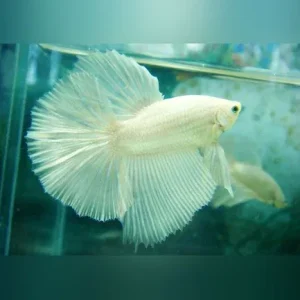 Platinum White Halfmoon Betta