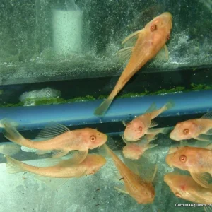 Pleco - Albino 2-2.5in