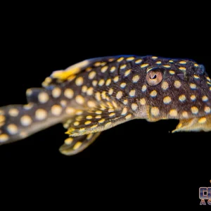 Pleco - Big Spot Gold Nugget L-018 4-4.5in.