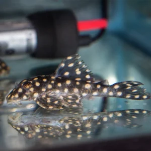 Pleco - Big Spot Ventuari L-471 XL