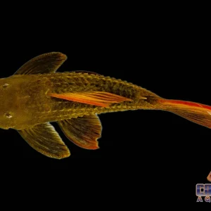 Pleco - Cactus Redfin L-024 2.5-3in.