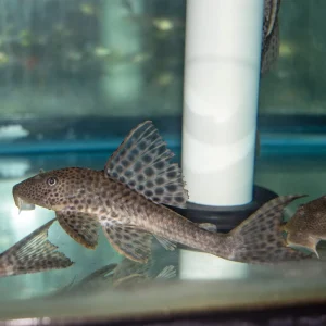 Pleco - Leopard Hypostomus L-449 2-2.5in