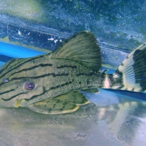 Pleco - Royal L-191 M/L