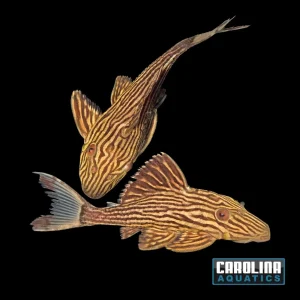 Pleco - Royal Thunder Line L-027 2.5-3in.