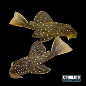 Pleco - Sailfin Luteus Phase I 4-5in