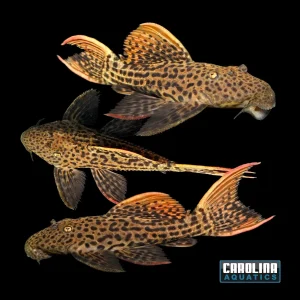 Pleco - Scarlet Cactus L-025 4-5in.