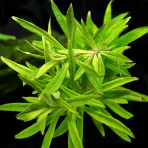 Pogostemon stellatus, Bunch