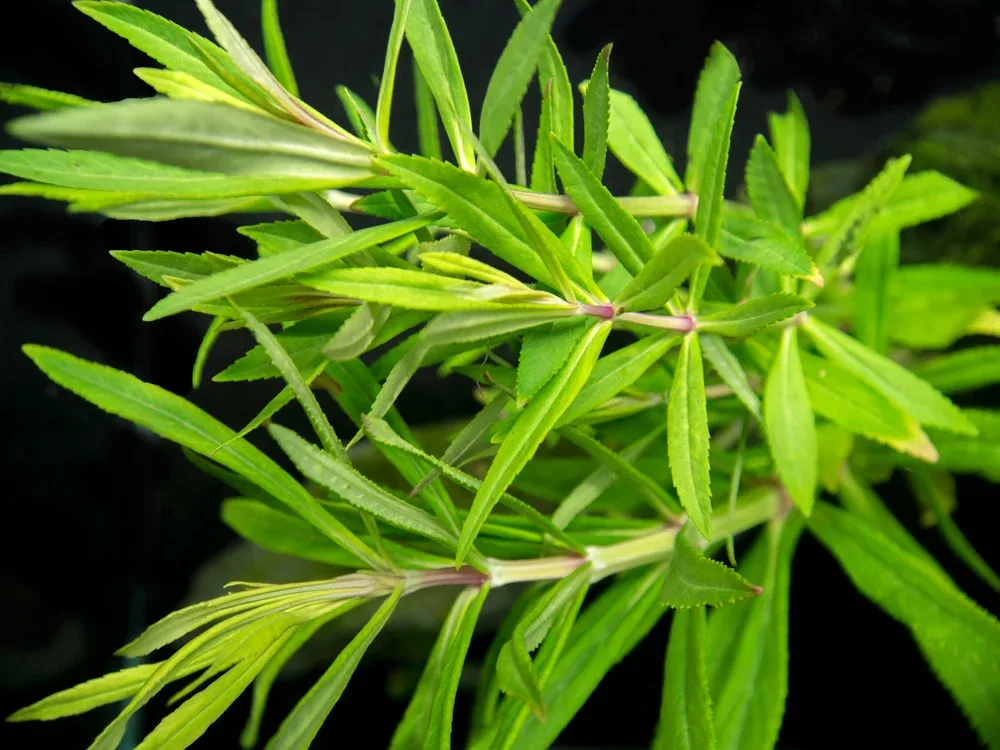 Pogostemon stellatus, Bunch - Image 2