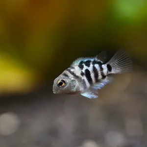 Polar Blue Parrot Cichlid (Hybrid: Blood Parrot × Convict Cichlid) – Tank Bred