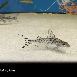 Polkadot Pictus Catfish
