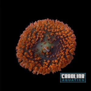 Polyp - Corallimorph Red Warty