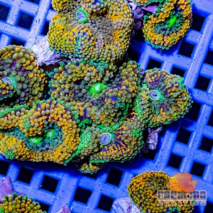 Polyp - Ricordia Florida Orange