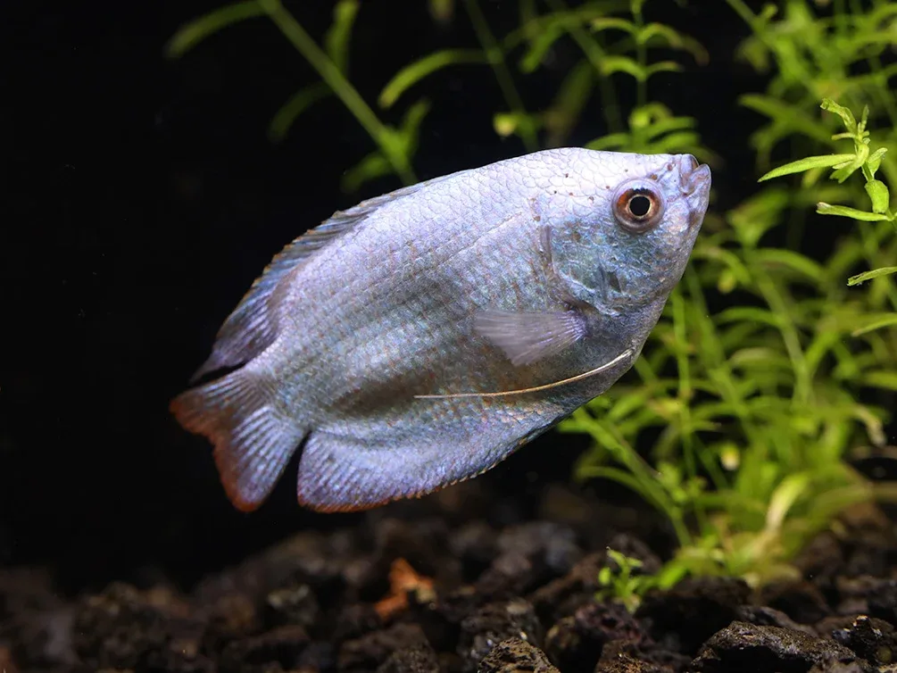 Powder Blue Dwarf Gourami (Trichogaster lalius) – Tank Bred - Image 2