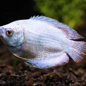 Powder Blue Dwarf Gourami (Trichogaster lalius) – Tank Bred