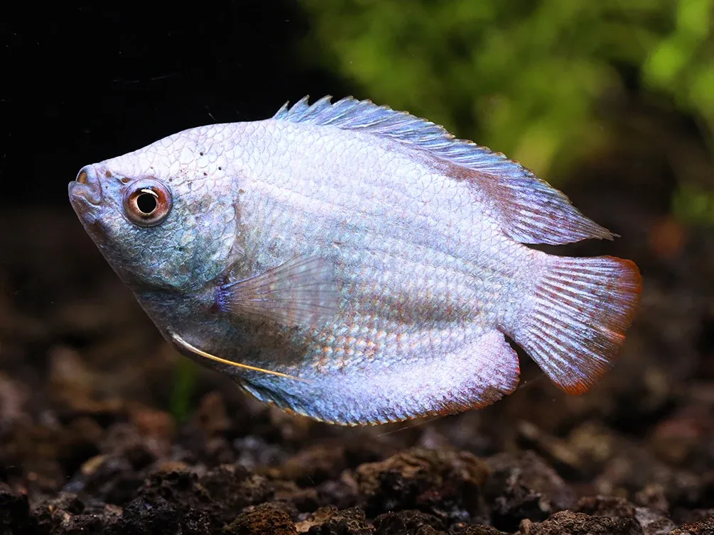 Powder Blue Dwarf Gourami (Trichogaster lalius) – Tank Bred