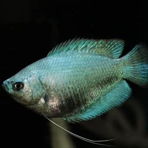 Powder Blue Gourami