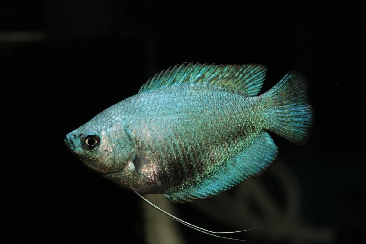 Powder Blue Gourami