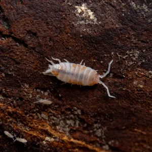Powder Orange Isopods (Porcellionides pruinosus 'Powder Orange') Bred by: Aquatic Arts