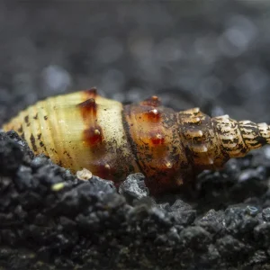 Prambanan Snail (Thiara winteri)