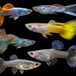 Premium Assorted Guppy (Poecilia reticulata), Tank-Bred