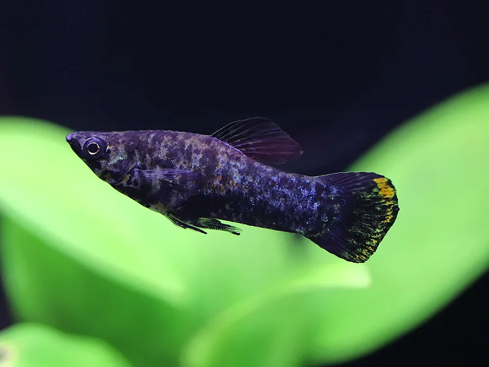 Premium Assorted Mollies (Poecilia latipinna / Poecilia sphenops) – Tank-Bred - Image 2