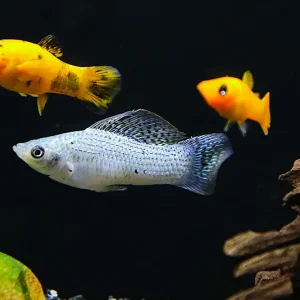 Premium Assorted Mollies (Poecilia latipinna / Poecilia sphenops) – Tank-Bred