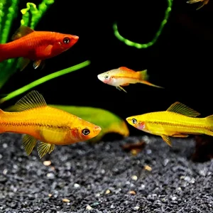 Premium Assorted Swordtails (Xiphophorus hellerii) - Tank Bred